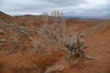 Горы Улькен-Богуты, image of landscape/habitat.