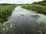 НП "Себежский", image of landscape/habitat.