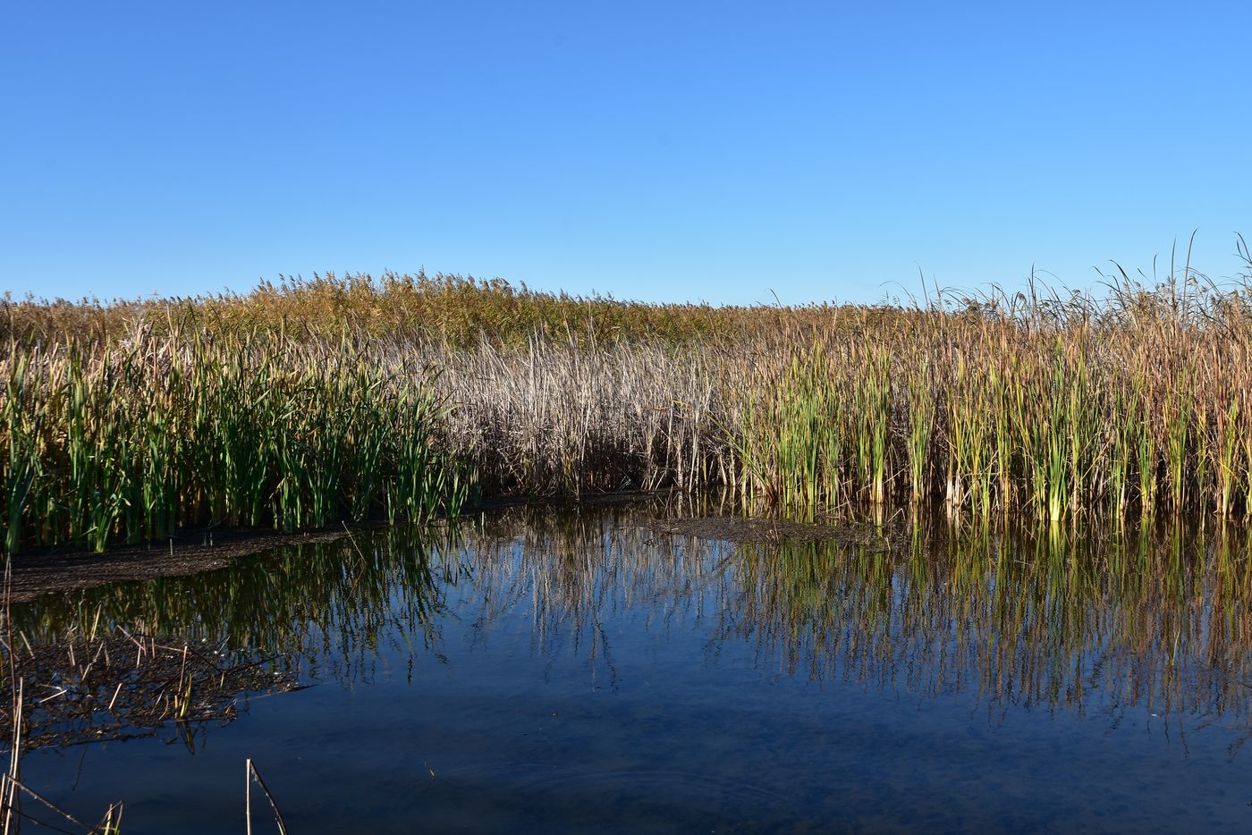 Дельта (нижняя зона), image of landscape/habitat.