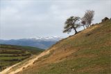 Чобарети, image of landscape/habitat.