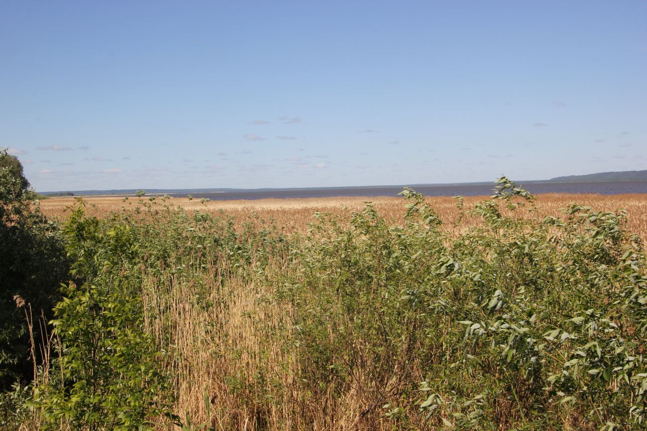 Окрестности Галичского озера, изображение ландшафта.