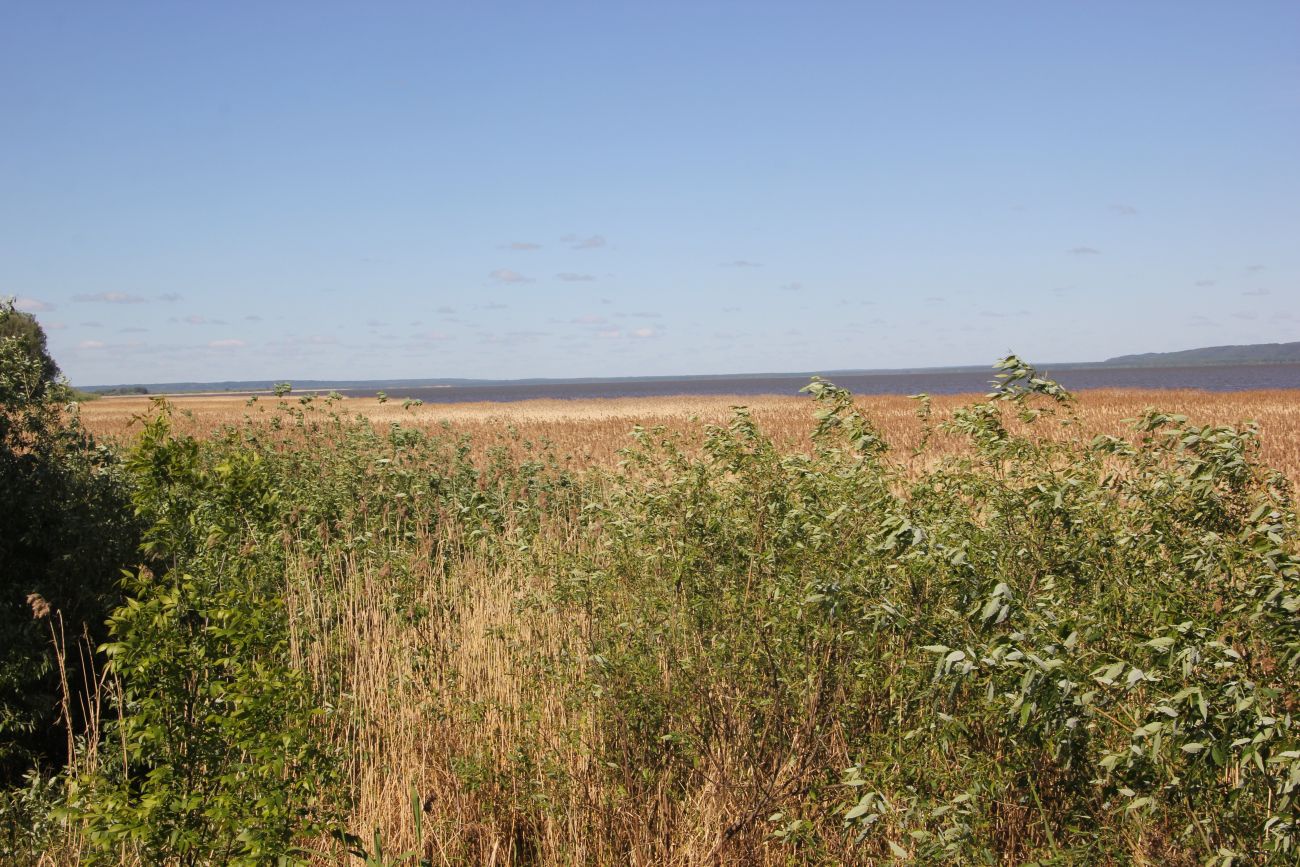 Окрестности Галичского озера, image of landscape/habitat.