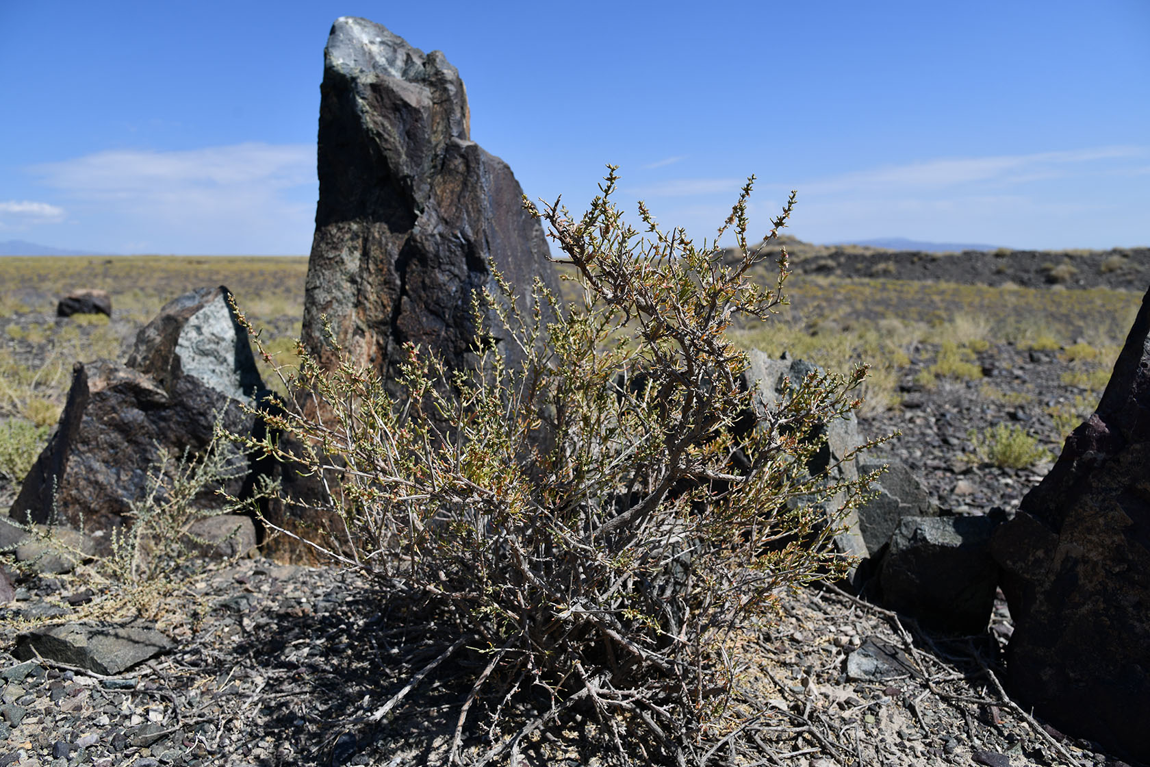 Алтын-Эмель, image of landscape/habitat.