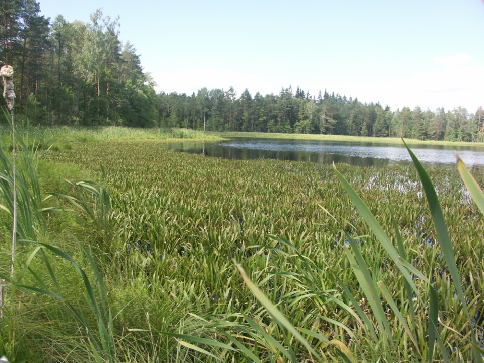 НП "Себежский", image of landscape/habitat.