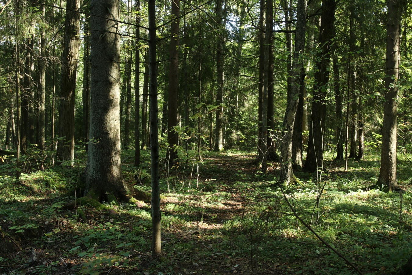 Парк "Сергиевка", image of landscape/habitat.
