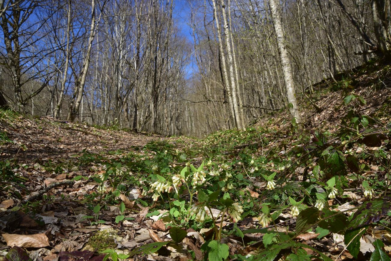 Устье ручья Сибирь и окрестности, image of landscape/habitat.