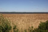 Окрестности Галичского озера, image of landscape/habitat.