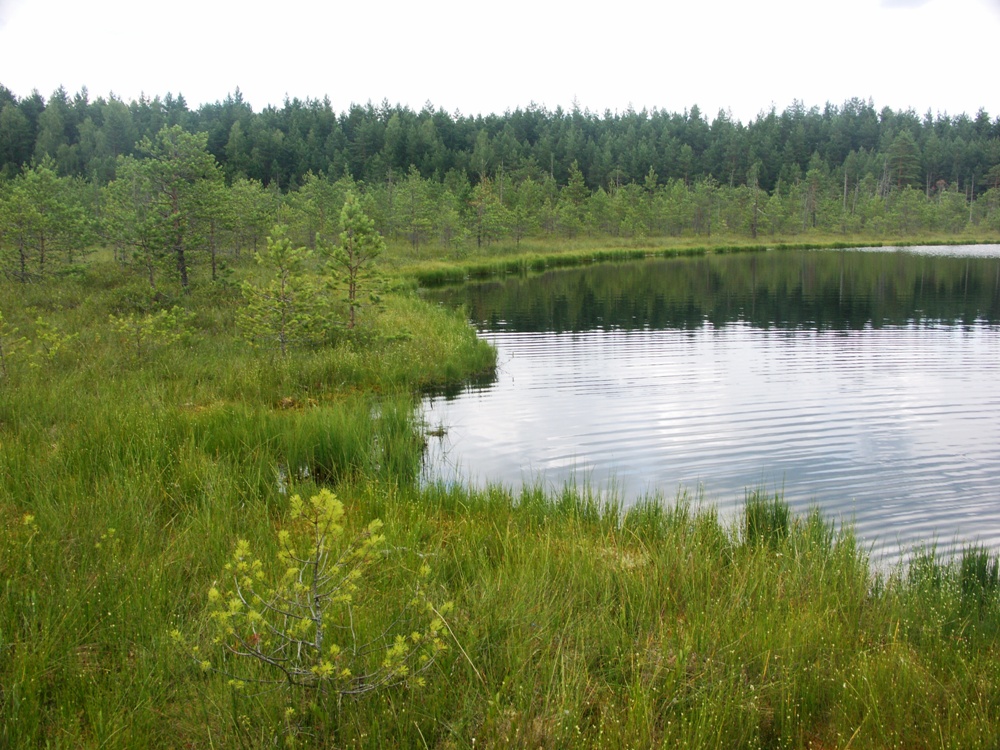 НП "Себежский", image of landscape/habitat.