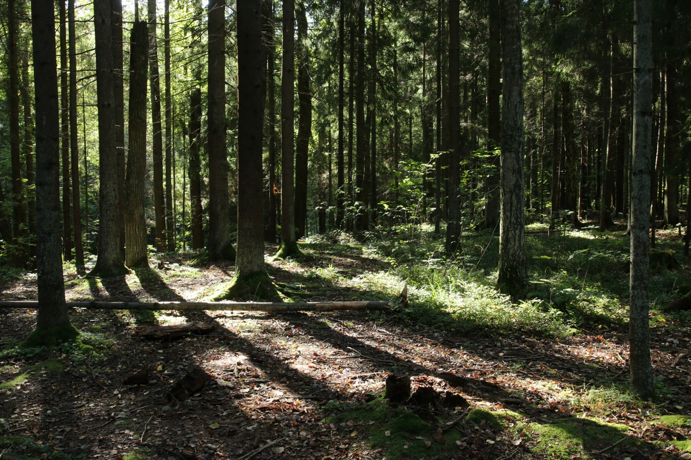 Парк "Сергиевка", image of landscape/habitat.