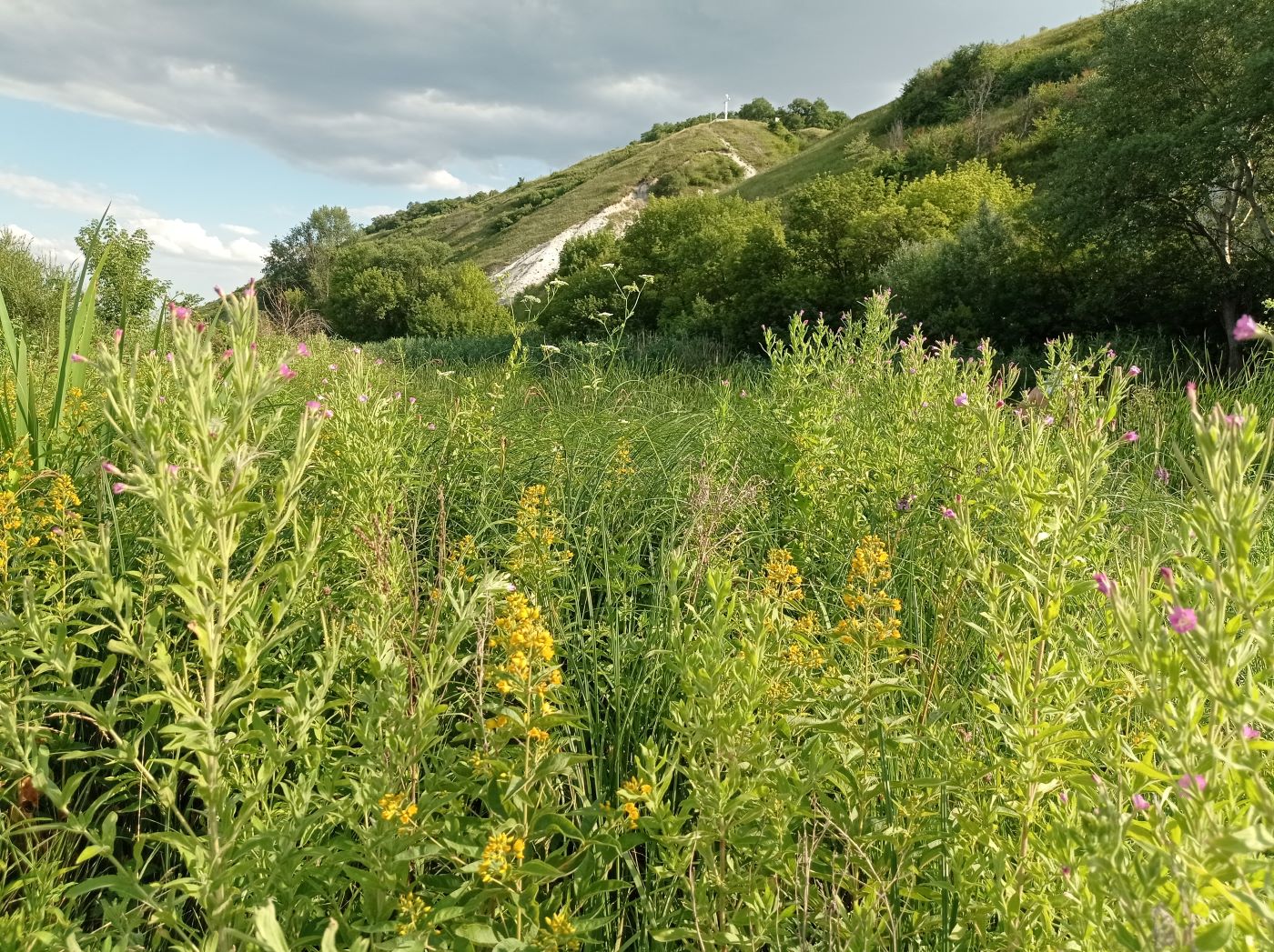 Старобельск, image of landscape/habitat.