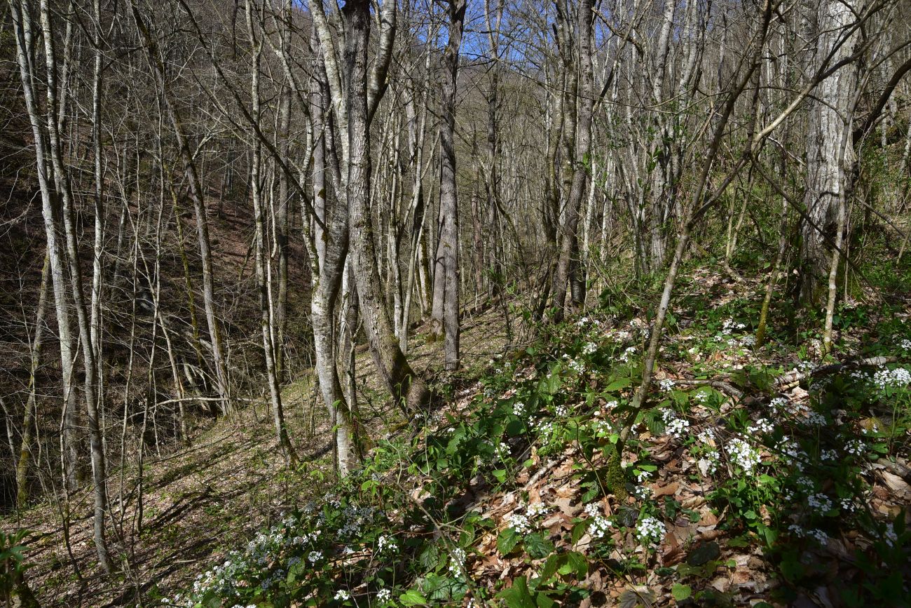 Устье ручья Сибирь и окрестности, image of landscape/habitat.