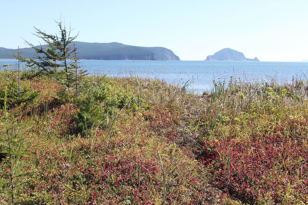 Остров Феклистова, image of landscape/habitat.