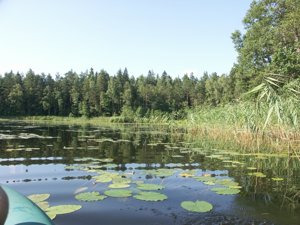 НП "Себежский", image of landscape/habitat.