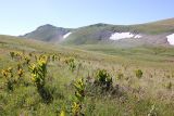 Плато Лаго-Наки, image of landscape/habitat.