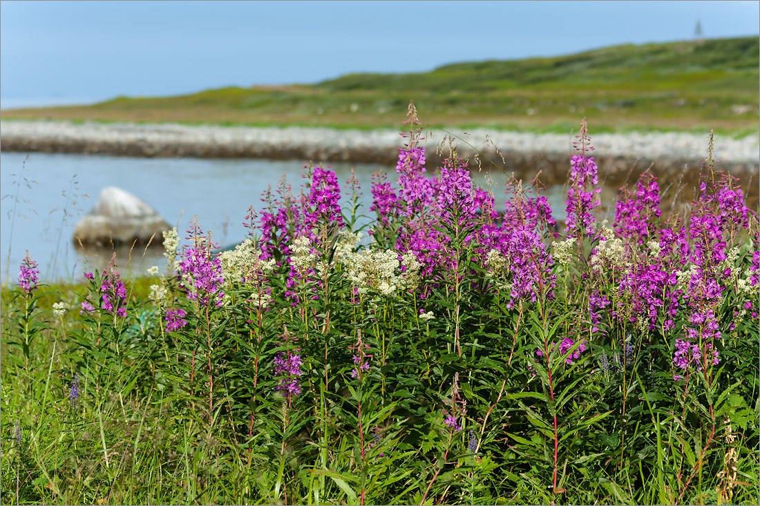 Малая Волоковая губа, image of landscape/habitat.
