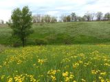 Дурная балка, image of landscape/habitat.