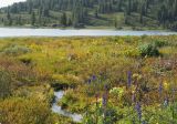 Чёрное озеро, image of landscape/habitat.