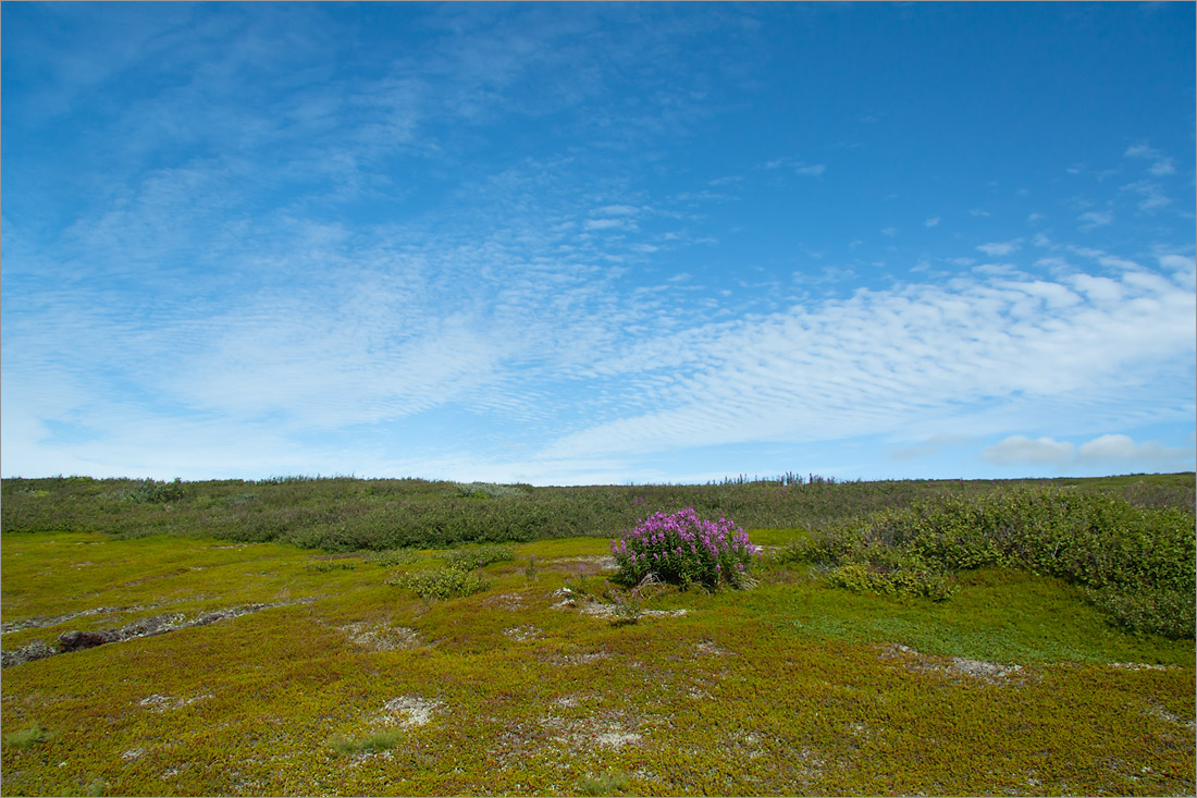 Малая Волоковая губа, image of landscape/habitat.