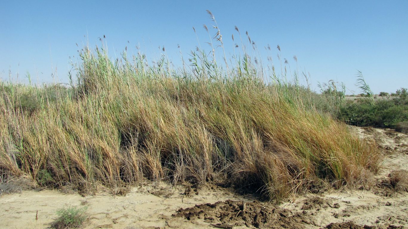 Эмек Арава, image of landscape/habitat.