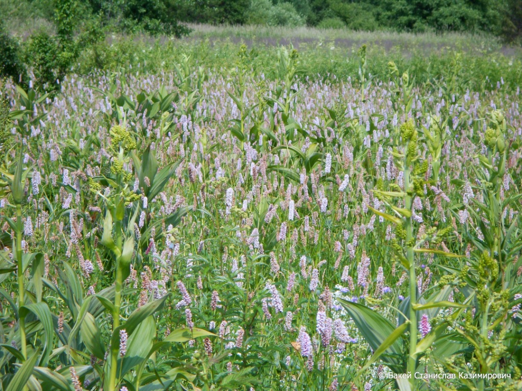 Река Литовка, image of landscape/habitat.