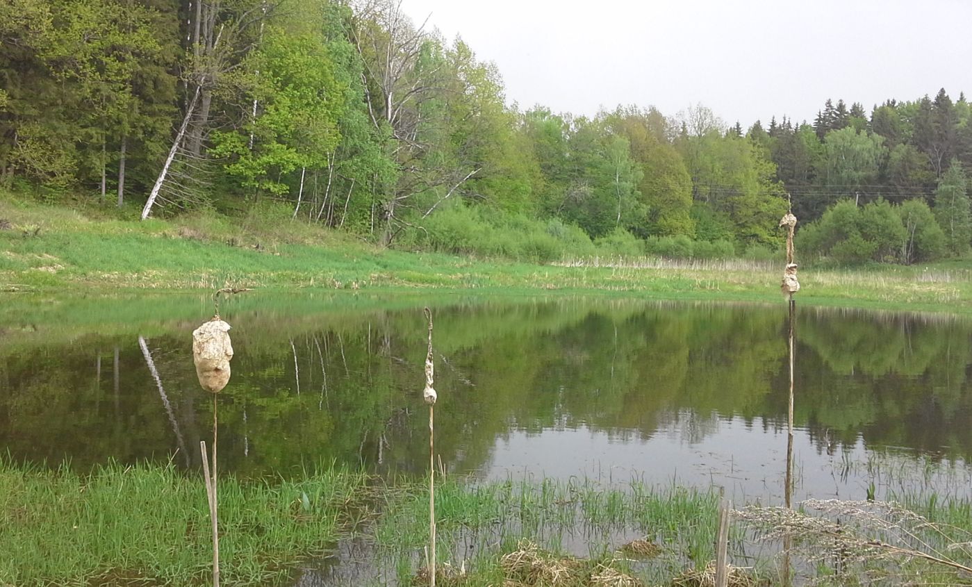 Чёлоховский пруд, image of landscape/habitat.
