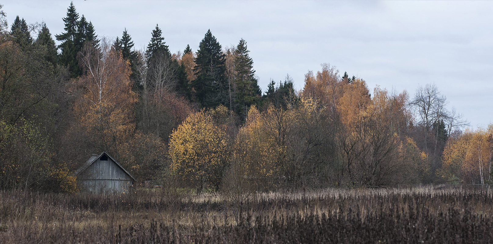 Звенигородская биостанция МГУ, image of landscape/habitat.