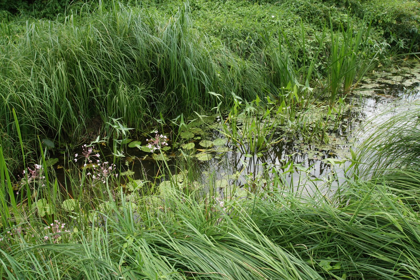 Филатова Гора, image of landscape/habitat.