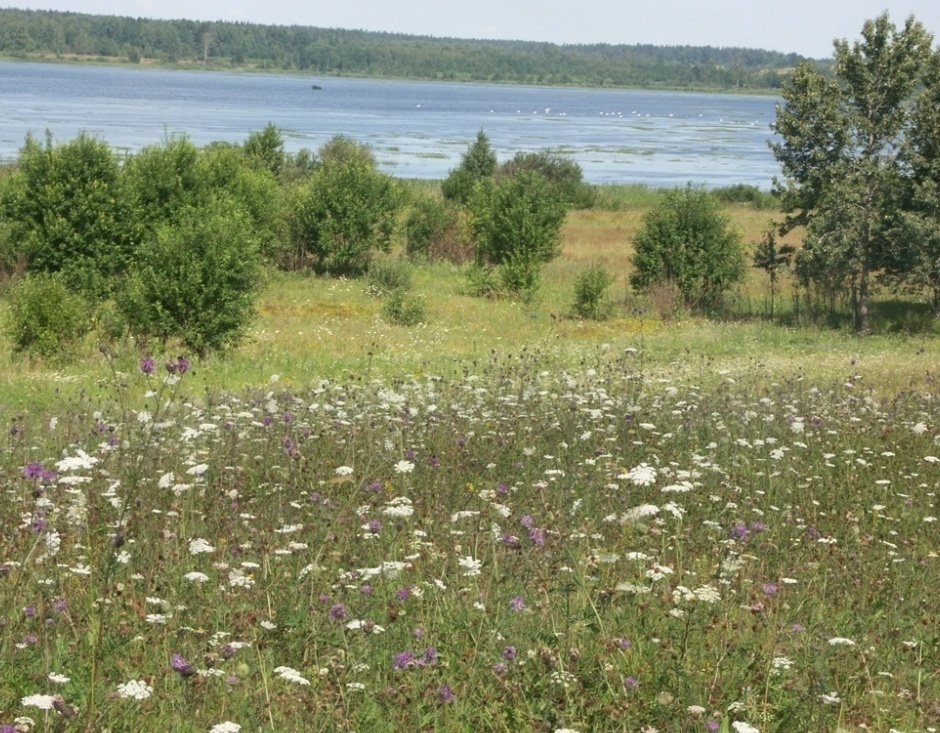 НП "Себежский", image of landscape/habitat.