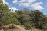 Image of landscape