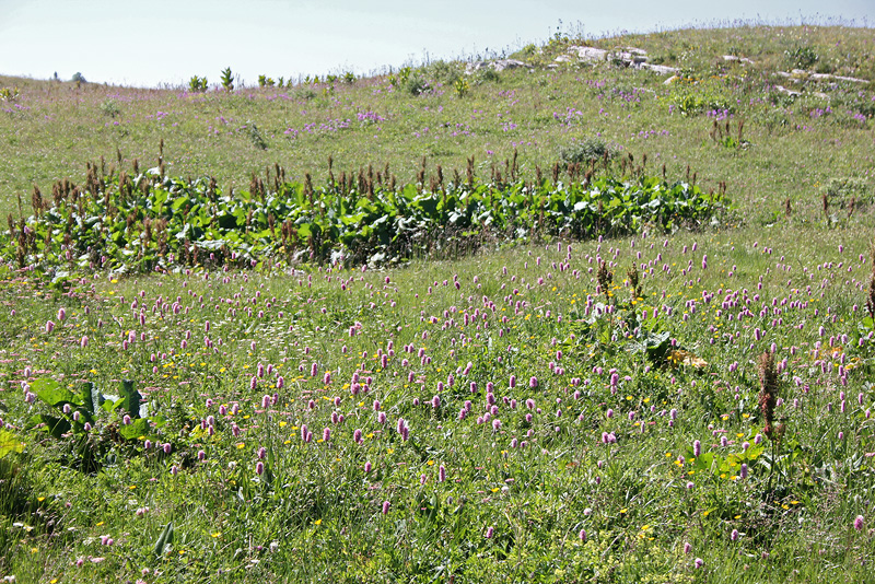 Плато Лаго-Наки, image of landscape/habitat.