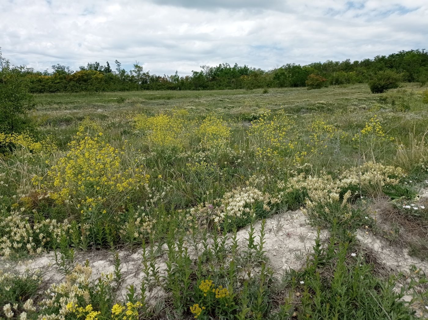 Старобельск, image of landscape/habitat.