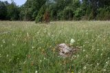 Альвар в НП Matsalu, image of landscape/habitat.