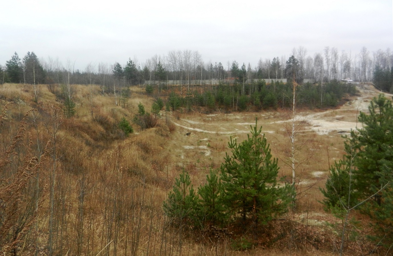 Песчаные карьеры Электрогорска, image of landscape/habitat.