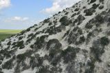 Верхнечебендинские меловые горы, image of landscape/habitat.