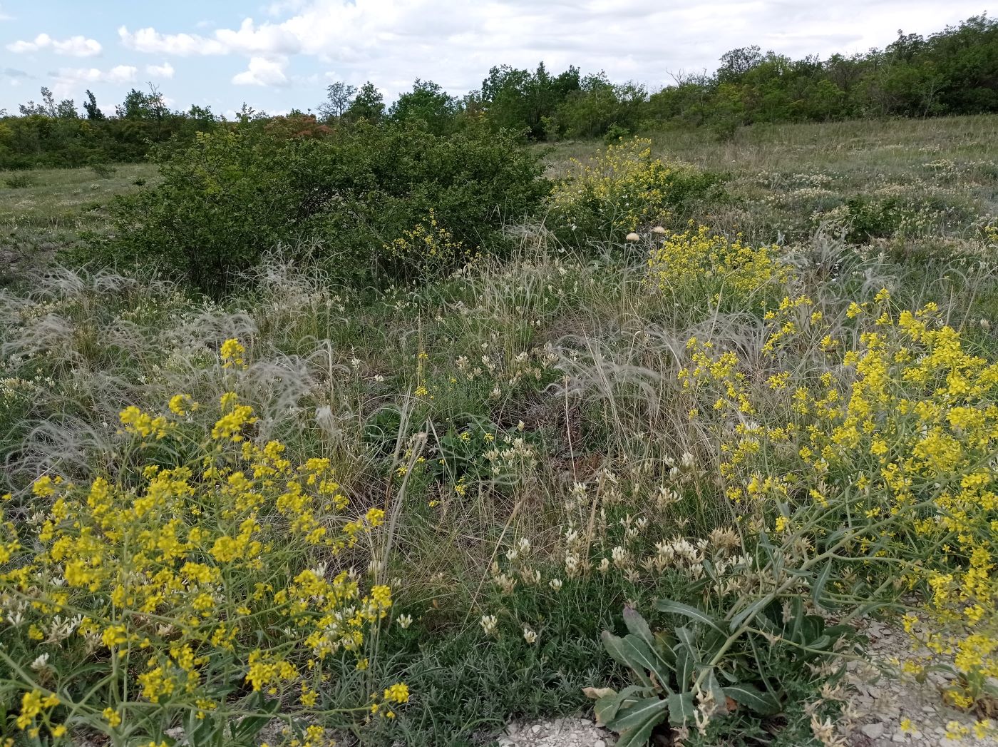 Старобельск, image of landscape/habitat.