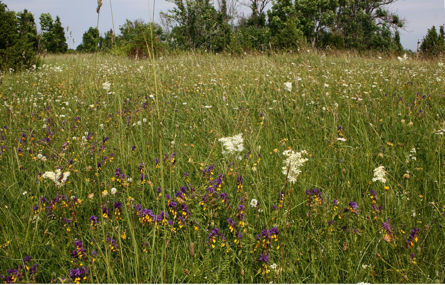 Альвар в НП Matsalu, image of landscape/habitat.