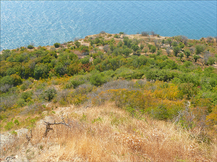 Мыс Мысхако и окрестности, image of landscape/habitat.