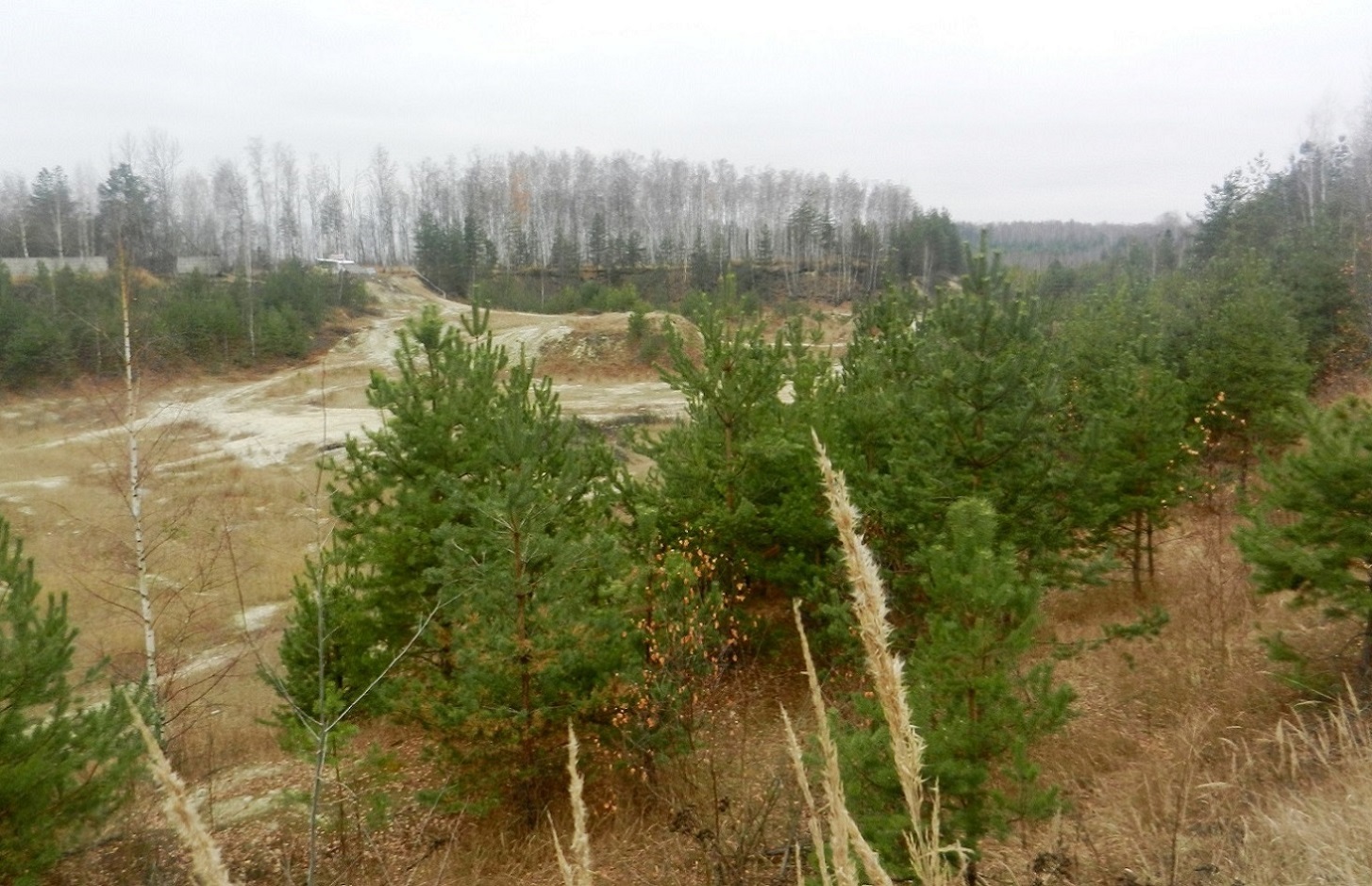 Песчаные карьеры Электрогорска, image of landscape/habitat.