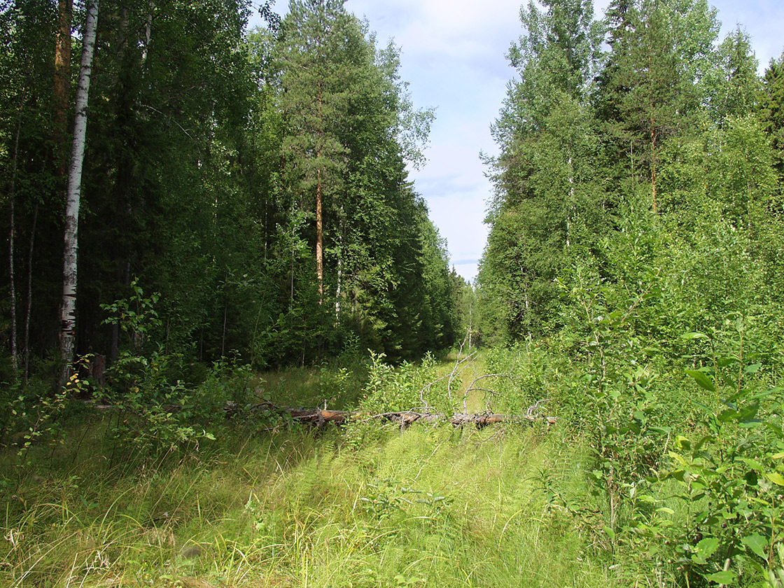Акичкин Починок, image of landscape/habitat.