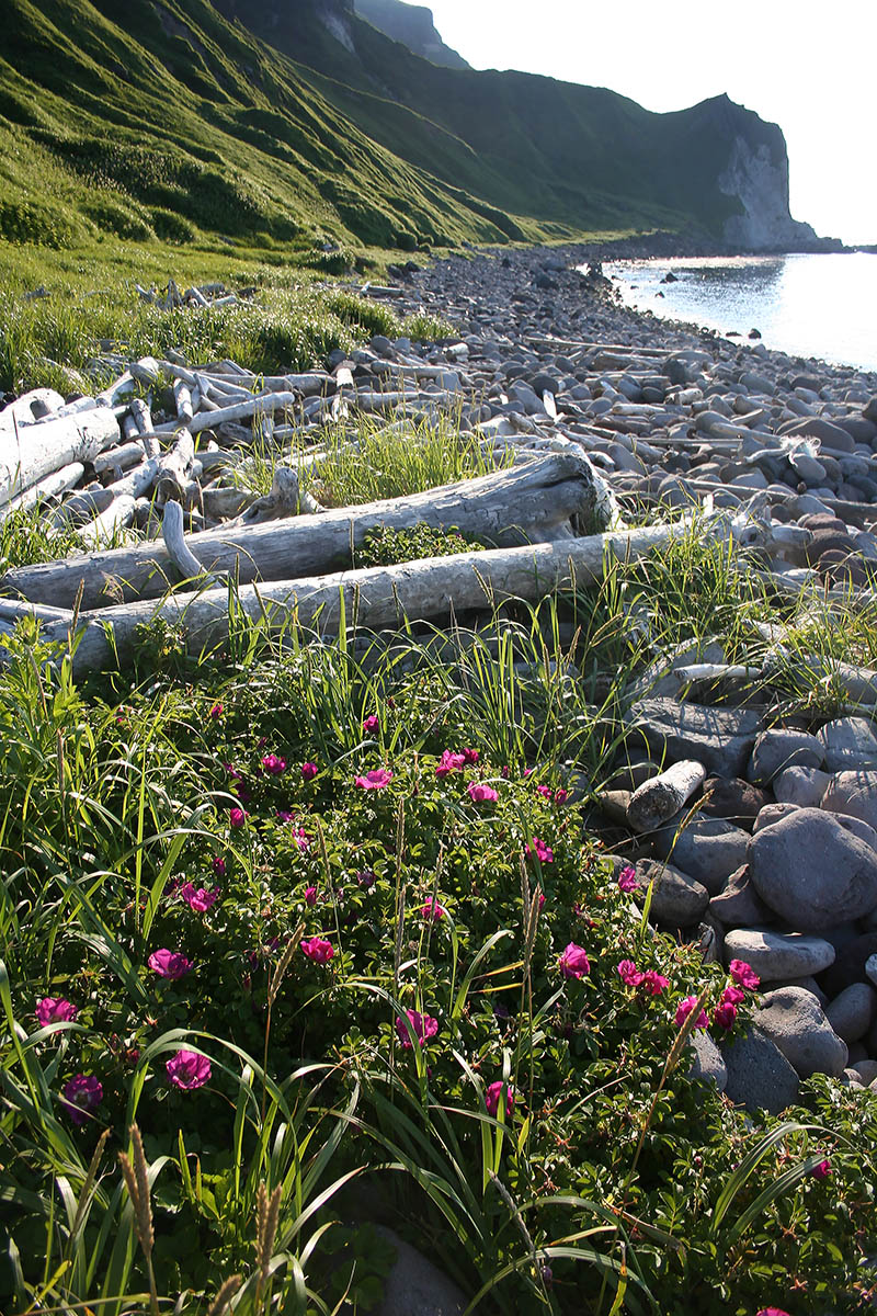 Окрестности залива Натальи, image of landscape/habitat.