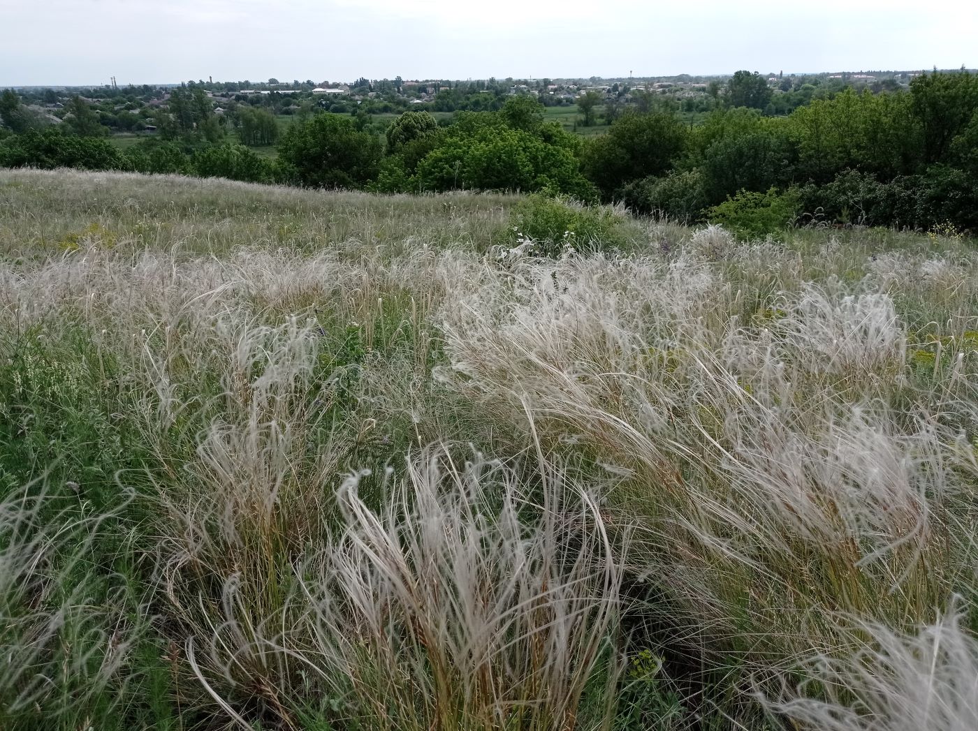 Старобельск, image of landscape/habitat.