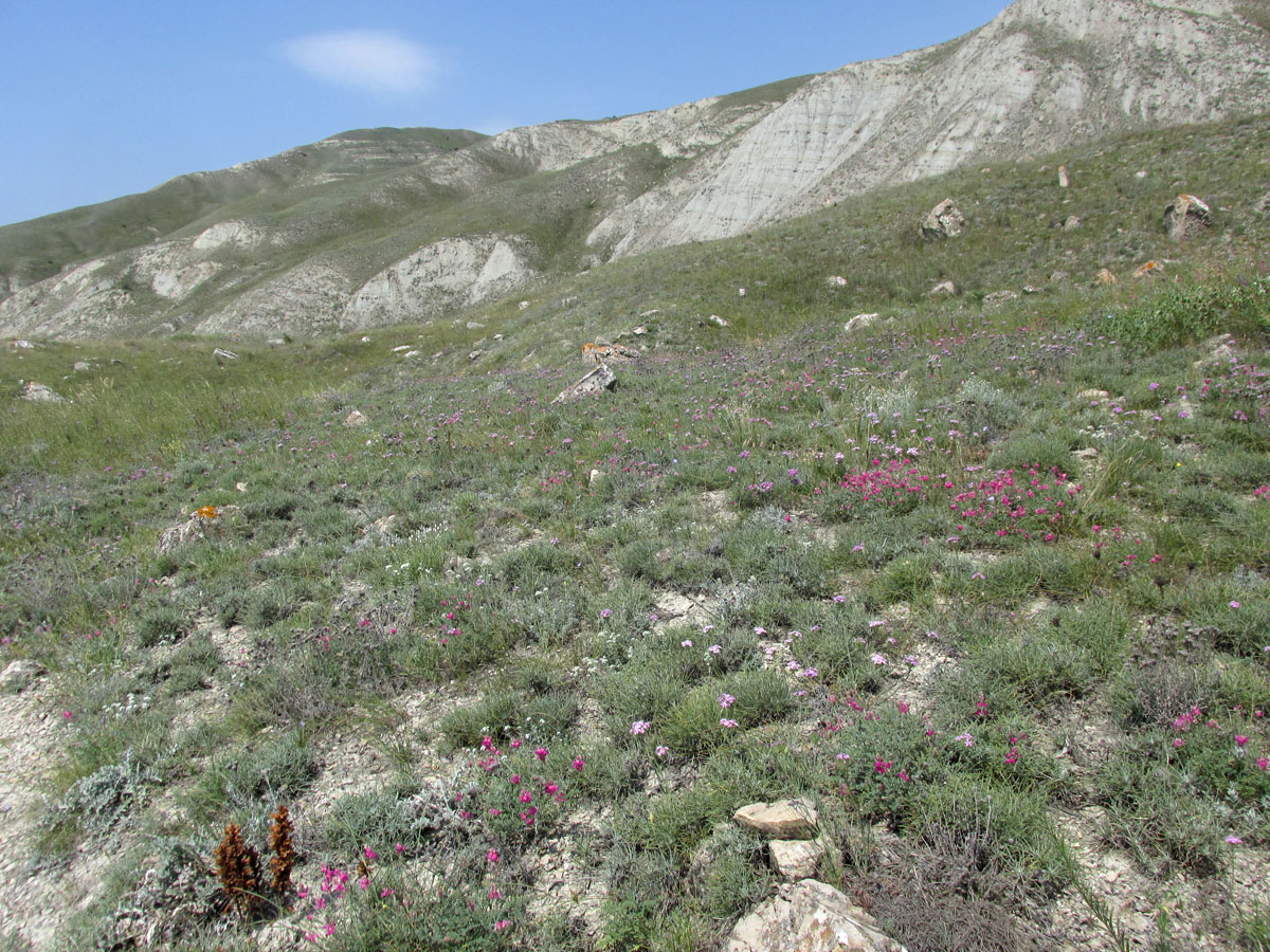 Тепе-Оба, image of landscape/habitat.