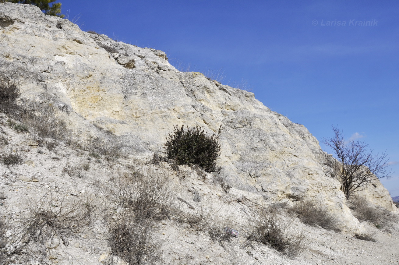 Окрестности мкр-на Пневматика, image of landscape/habitat.