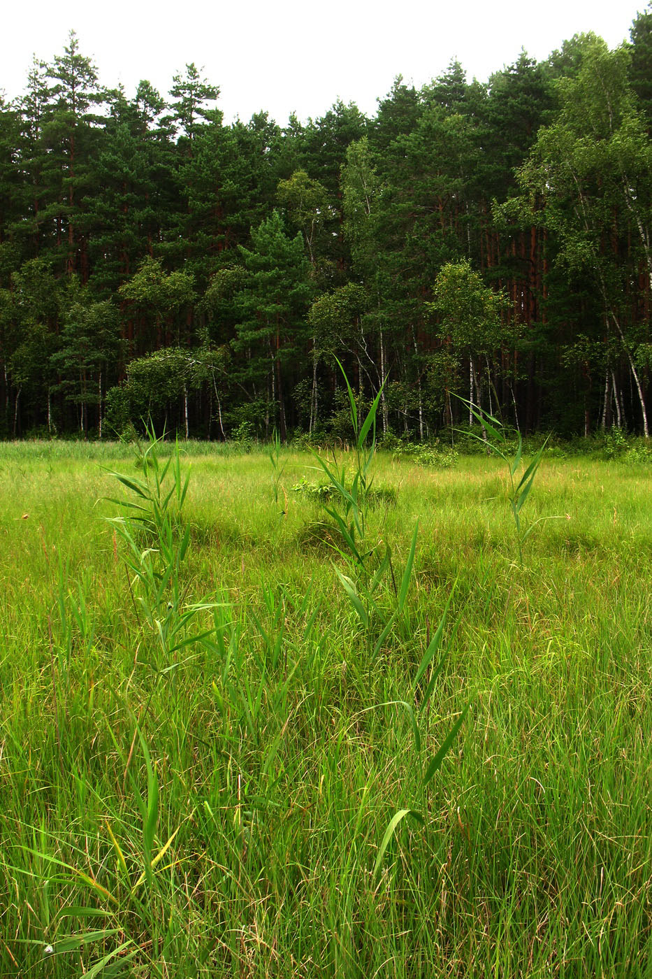 Приокско-Террасный заповедник, image of landscape/habitat.