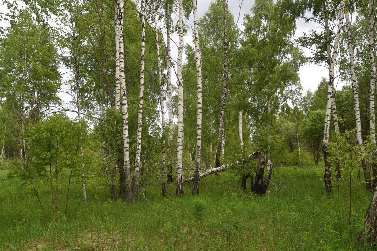 Окрестности деревни Мальцево, image of landscape/habitat.