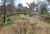Image of landscape