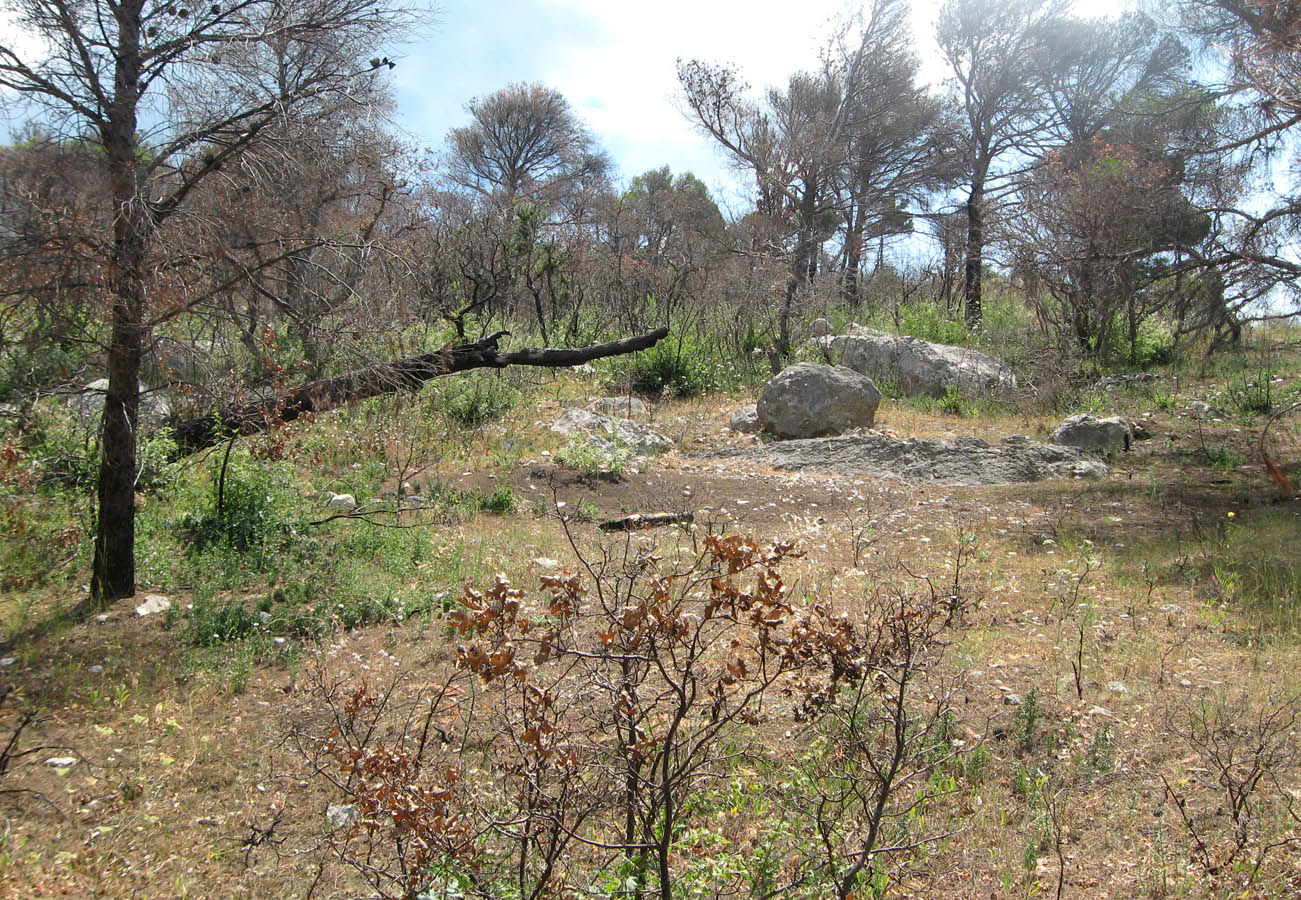 Окрестности Кацивели, image of landscape/habitat.