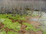 Песчаные карьеры Электрогорска, изображение ландшафта.