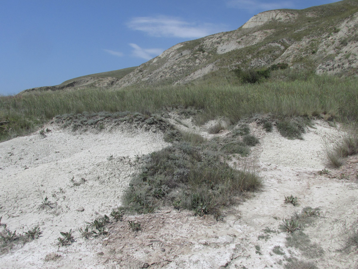 Тепе-Оба, image of landscape/habitat.