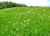 Корожечна у Большого Ильинского, image of landscape/habitat.